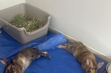 Can someone help me with their breed?