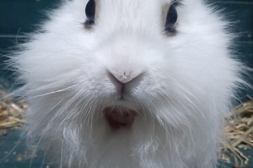 My bunny lost a big patch of fur.