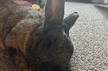 Not sure what else to do for our rabbit