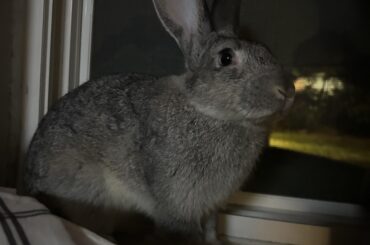 My rabbit is so greedy