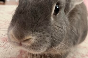 Is “American Dwarf” a real breed?