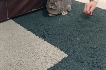 Help Me figure out what kind of bunny we have!