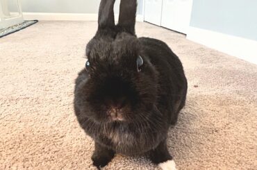 She’s so cute. She makes my heart melt. Do you ever just look at your bunny and they are so cute that your heart literally feels like it might explode with love for them? Those eyelashes. Like who is this diva! Miss Tiggles of course.