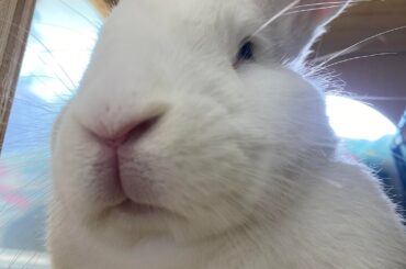 My friend said that he is a very pretty rabbit