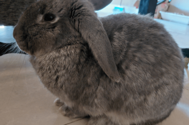 Does my rabbit have a stomach ache? Any advice?