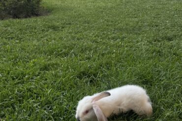 My 1.5 month bunny’s first walk on grass in his life