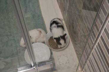 NEW BUNNIES!!!
