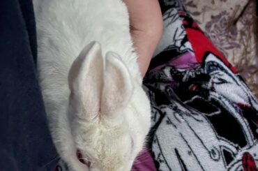 Just a bun being a bun