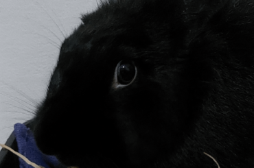 Don't believe her innocent look. She just peed on my mother!