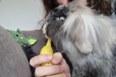 Banana requiem