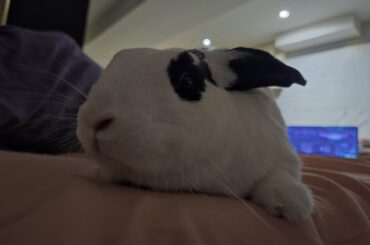 beautiful boy oreo 4y/o