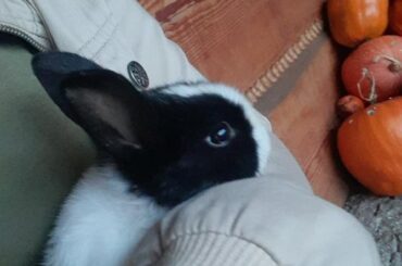 Baby bunny