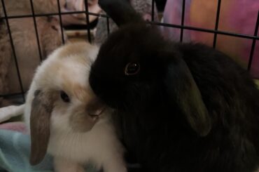 What are things I can buy to better enrich my three bunnies?