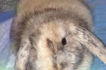How many pellets to feed 11 almost 12 week old rabbit