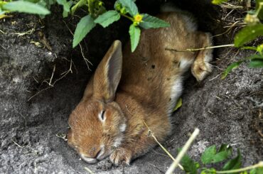 He loves a hole nap.