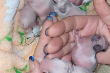 More new Baby Bunnies from our beautiful "Toasted Marshmallow."