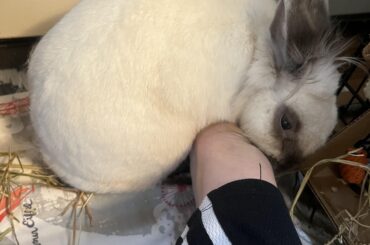 Do you have a bunny that is obsessed with feet?
