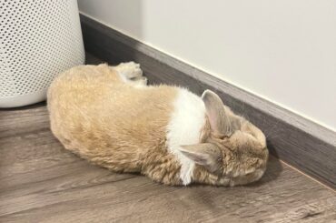 My bun jumped out of my arms yesterday and started limping. Feeling immense guilt for hurting him.