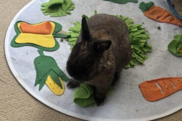 Litter training 3 year old rescue
