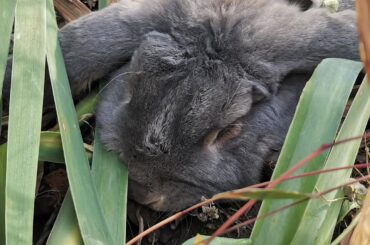 Found him sleeping in the flower garden