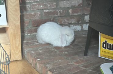 Somebody seems to have left a loaf lying around my house