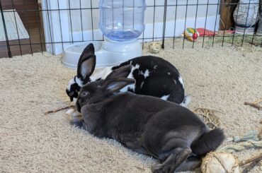 Brothers are finally bonding after months of getting snipped