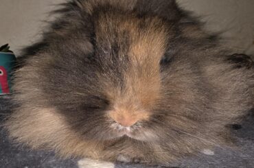 Human? Yes you. Admire my floof 😌