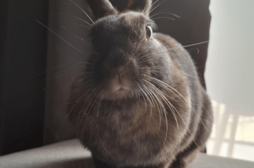Vet advised against spaying - getting a second opinion?