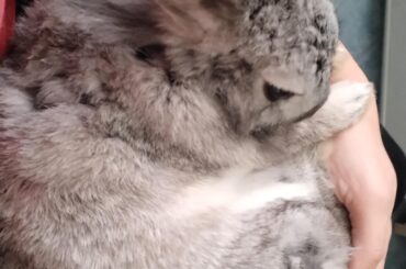 Behavioural issues in rescue bunny