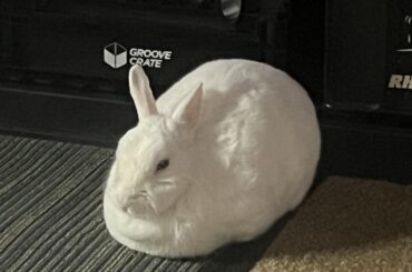 update about lumi not wanting hay
