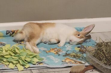 Sleepy bun² 💖~