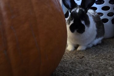 Rabbit vs. Pumpkin