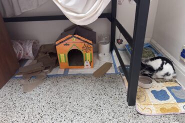 Bunny setup advice + questions!