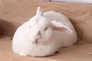 South East England vet prices? (Pics for pet tax, cause he's adorable)