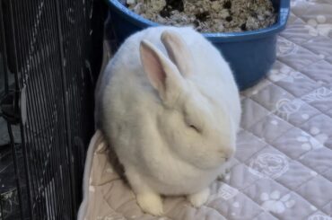He missed the pot