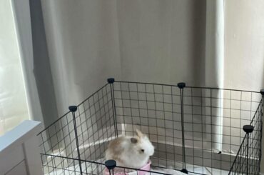 how to potty train my baby bunny
