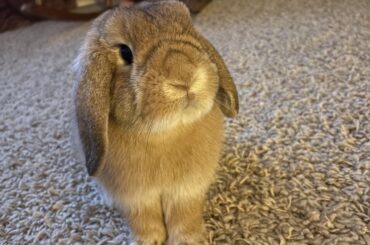 I didn’t know my bunny had any shar-pei genetics!