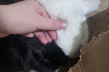 They smooshed their heads together so they could both get scratches 🥹