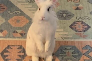 What is Dot thinking about?