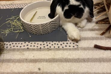 Should I keep trying to pick my bunny up?