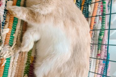 Sleepy bun
