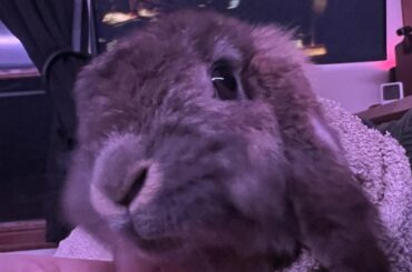 Movie night with Louise 🐰🍿