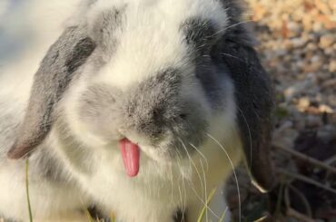 Bun Blep