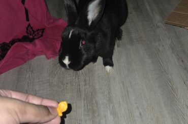 Do any other bunnies like cheddar sushi?