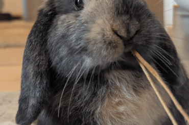 Bit and scratched dad