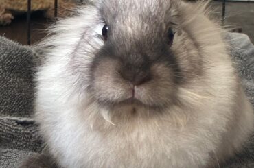 My buns after they got spayed a few days ago😭