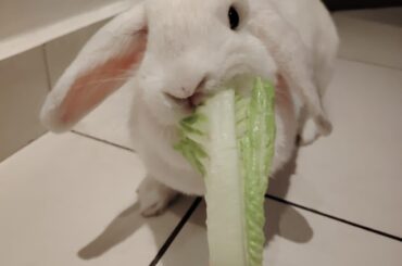 Bunny changed a lot after being spayed, has anyone gone through this?