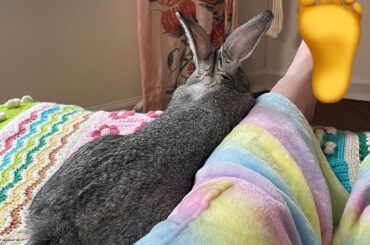 Bunjamin honored me with my first cuddle today.