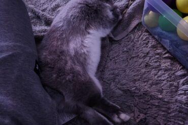 Rehome and how it affects rabbits