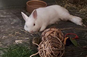 Illegally smol!